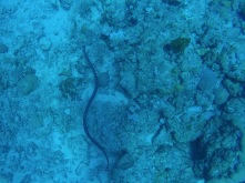 Apo Reef - Seasnake